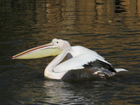 Pélican blanc