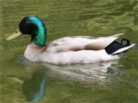 Canard colvert