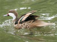 Canard des Bahamas