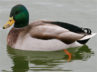 Canard colvert