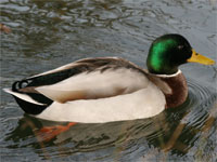 Canard colvert