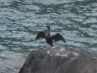 Cormoran de Desmarest (*)
