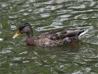 Canard colvert