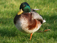 Canard colvert