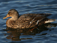 Canard colvert