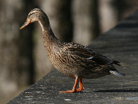 Canard colvert