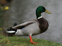 Canard colvert