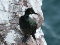 Cormoran huppé