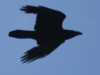 Grand Corbeau