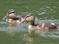 Canard colvert