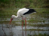 Cigogne blanche