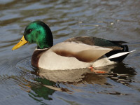 Canard colvert