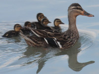 Canard colvert