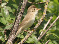 Rousserolle verderolle