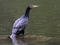Grand Cormoran