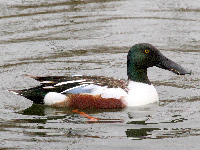 Canard souchet