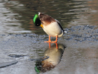 Canard colvert