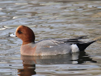 Canard siffleur