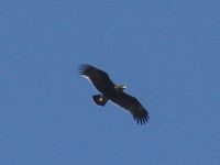 Aigle criard