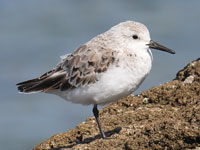 Bécasseau sanderling