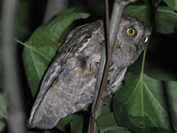 Petit-duc scops