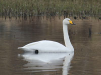 Cygne chanteur