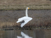 Cygne chanteur