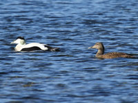Eider à duvet