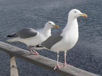 Goéland argenté