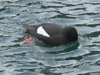 Guillemot à miroir