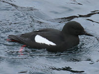 Guillemot à miroir