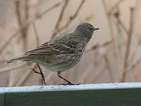 Pipit maritime