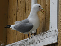 Mouette tridactyle