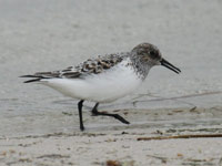 Bécasseau sanderling