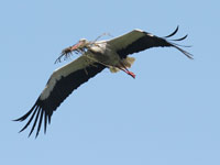 Cigogne blanche