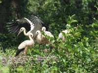 Cigogne blanche