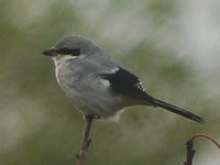 Pie-grièche grise