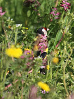 Chardonneret élégant