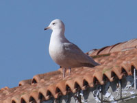 Goéland à ailes blanches