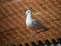 Goéland à ailes blanches