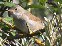 Fauvette grisette