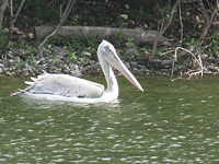 Pélican frisé