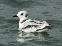 Mouette tridactyle