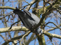 Pigeon colombin