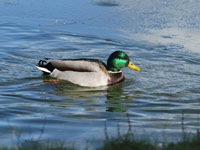 Canard colvert