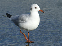 Mouette rieuse