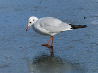 Mouette rieuse