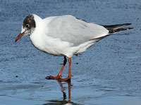 Mouette rieuse