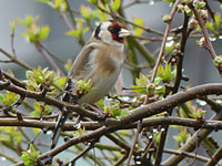 Chardonneret élégant