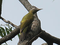Pic cendré